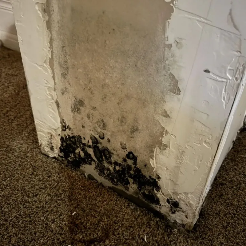 Professional Mold Removal in Compton, CA